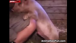 Man Embarks on a Wild Ride: Getting Fucked by a Pig