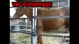 Man Fucks Horse's Ass: A Tale of Unconventional Love