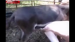 A Poor Man's First Time: Anal Sex with an Animal - A Shocking Tale