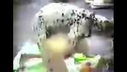 Girl Experiences Unforgettable Love with Her Dalmatian Dog