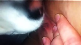 Lick It Good Watch This Adorable Dog Enjoy Delicious Pussy