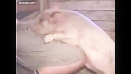 Guy Experiences Unforgettable XXX Encounter with a Pig in Zoo - Download Free Porn Sex Now!