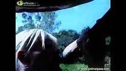 Outdoor Animal Porn with Horses: Get Your Free Cock Ride