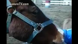 The Unbelievable: Horse Enjoys Public Sex