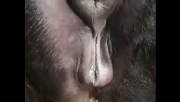 Lick Your Way to Ecstasy with the Licking Pussy Horse - Animal XXX