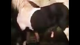 Outrageous: Witness the Unbelievable Bestiality Porn of a Girl and a Horse