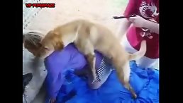 Golden Dog's Supper Dick Feasts on Tiny Pussy Girl
