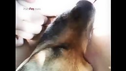 The Adorable Moment a Teen Curve-Loving Dog Couldn't Resist Licking
