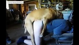 Golden Dog Takes an Unforgettable Bite of White Girl's Ass