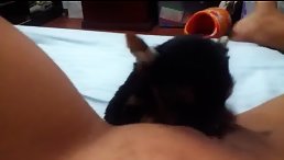 Awwww Adorable Little Pet Licking Its Pussy - Too Cute to Resist