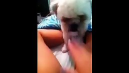 Adorable Moment Captured: Little Dog Licking Pussy