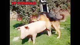 Unthinkable: Dog Fucks Pig in Shocking Act of Animal Indiscretion